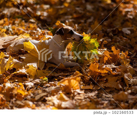 Jack Russell Terrier dog holding a yellow maple leaf on a walk in the autumn park. Jack Russell Terrier dog holding a yellow maple leaf on a walk in the autumn park. 102160533