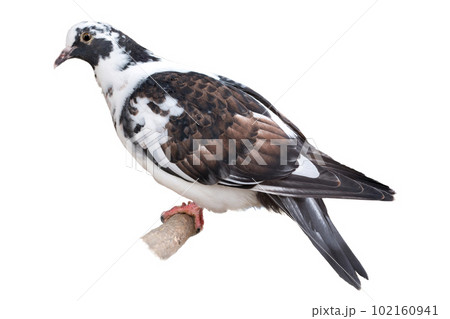 The dove is isolated on a white background. White-gray bird. The dove is isolated on a white background. White-gray bird. 102160941