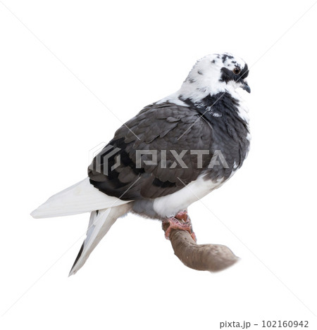 The dove is isolated on a white background. White-gray bird. 102160942