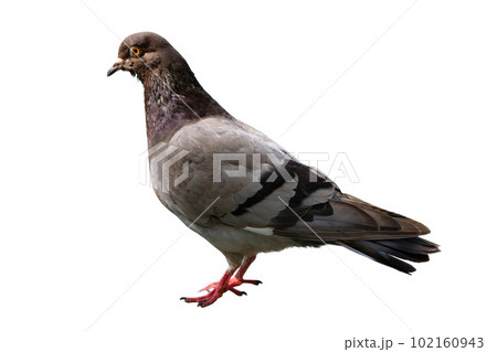 The dove is isolated on a white background. White-gray bird. The dove is isolated on a white background. White-gray bird. 102160943