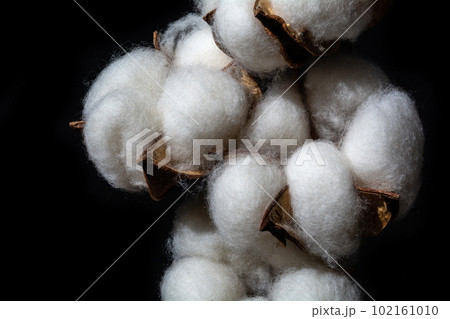 Cotton flower on a black background. Closeup of a dry plant. Cotton flower on a black background. Closeup of a dry plant. 102161010