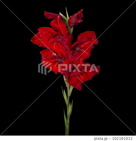 Red iris flower isolated on black background 102161012