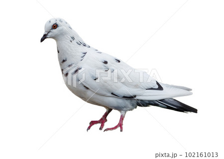 The dove is isolated on a white background. White-gray bird. 102161013