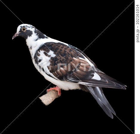 The dove is isolated on a black background. White-gray bird. The dove is isolated on a black background. White-gray bird. 102161014