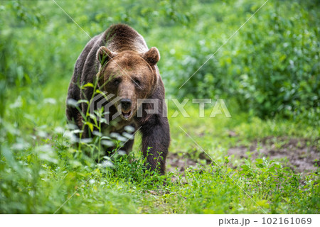 Wild Brown Bear in the summer forest. Animal in natural habitat. Wildlife scene Wild Brown Bear in the summer forest. Animal in natural habitat. Wildlife scene 102161069