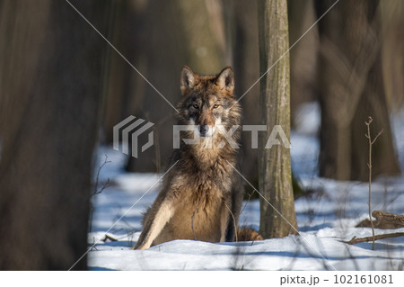 Wolf in the forest up close. Wild animal in the natural habitat 102161081