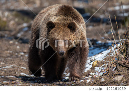 Wild adult Brown Bear (Ursus Arctos) in the spring forest Wild adult Brown Bear (Ursus Arctos) in the spring forest 102161089