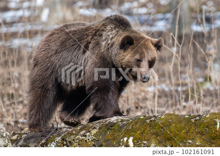 Wild adult Brown Bear (Ursus Arctos) in the spring forest Wild adult Brown Bear (Ursus Arctos) in the spring forest 102161091