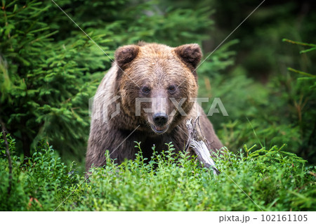 Wild Brown Bear in the summer forest. Animal in natural habitat. Wildlife scene 102161105