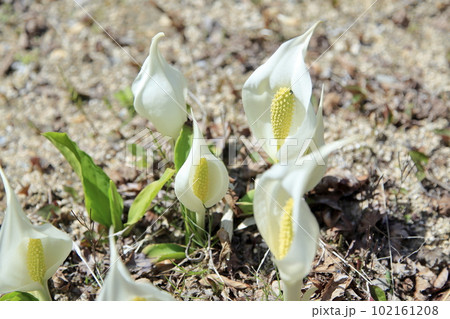 春の六甲山に咲く水芭蕉 春の六甲山に咲く水芭蕉 102161208