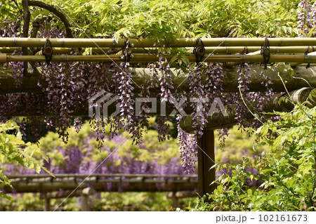 初夏の風に揺れる藤の花 初夏の風に揺れる藤の花 102161673