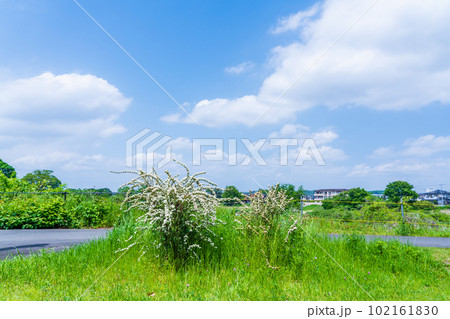 コデマリと穏やかな春の青空 コデマリと穏やかな春の青空 102161830