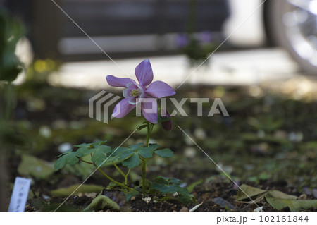 八甲田オダマキ（八甲田苧環） 102161844