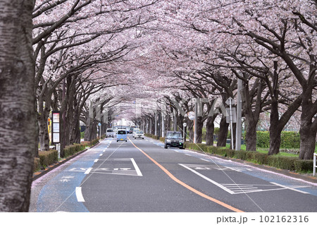 調布飛行場横の大沢グラウンド通りの桜並木 102162316