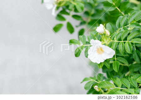white jasmine flower close-up on the street. Blooming jasmine bush white jasmine flower close-up on the street. Blooming jasmine bush 102162586