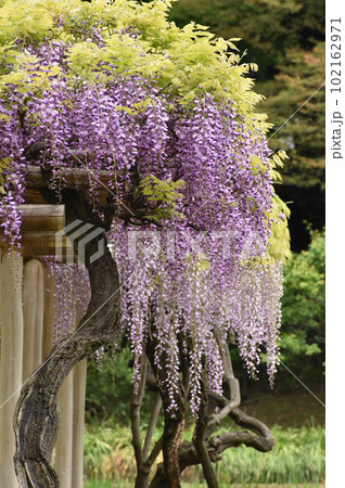 新緑に映える紫の藤の花 102162971
