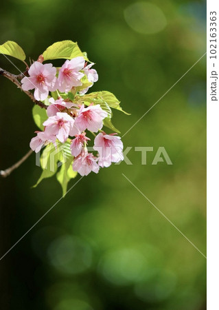 桜の花 102163363