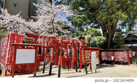 満開の桜・連なる赤い鳥居・絵馬掛け所〈菅生神社/愛知県岡崎市〉 102163409