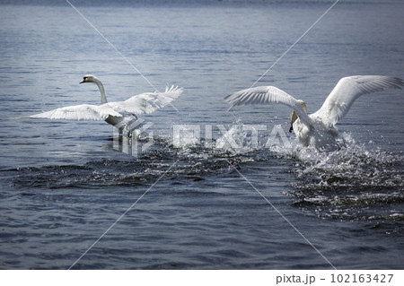 Two adult Mute Swan fighting , chasing each other in the water. One white swan nibbles another swan Two adult Mute Swan fighting , chasing each other in the water. One white swan nibbles another swan 102163427