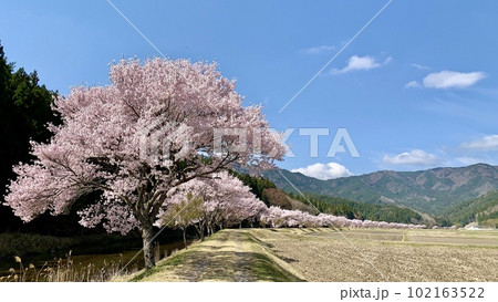 満開の桜並木(コヒガンザクラ)が青空と新緑に映える〈清水地区名倉川沿い/愛知県北設楽郡〉 満開の桜並木(コヒガンザクラ)が青空と新緑に映える〈清水地区名倉川沿い/愛知県北設楽郡〉 102163522