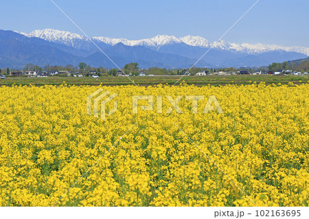 安曇野の春　菜の花と北アルプス 102163695