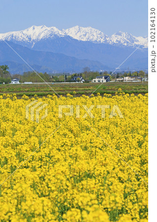 安曇野の春　菜の花と北アルプス 102164130