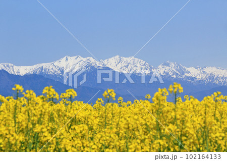 安曇野の春　菜の花と北アルプス 102164133