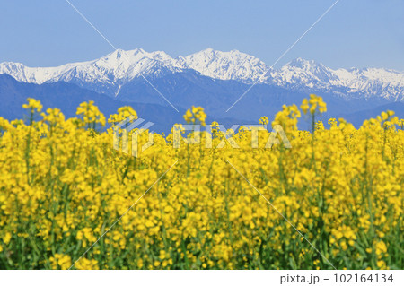 安曇野の春　菜の花と北アルプス 102164134