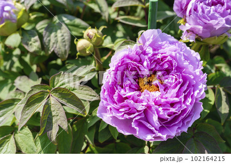 初夏の金蛇水神社外苑 牡丹園　花まつり　満開のぼたん　宮城県岩沼市 102164215