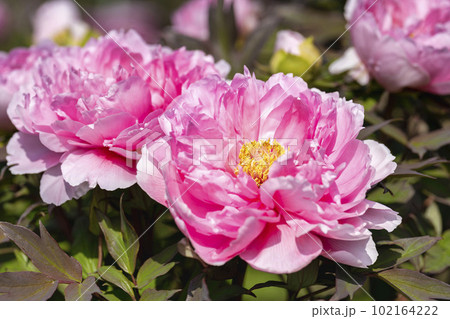 初夏の金蛇水神社外苑 牡丹園　花まつり　満開のぼたん　宮城県岩沼市 102164222