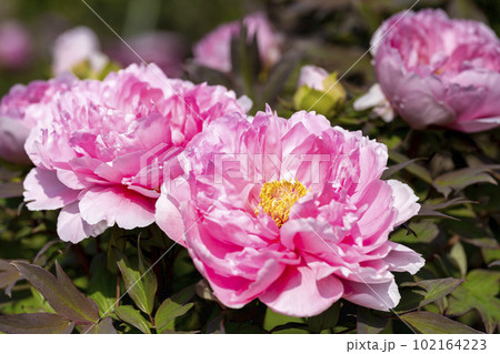 初夏の金蛇水神社外苑 牡丹園　花まつり　満開のぼたん　宮城県岩沼市 102164223