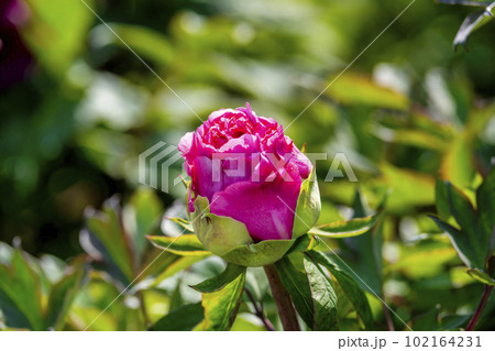 初夏の金蛇水神社外苑 牡丹園　花まつり　満開のぼたん　宮城県岩沼市 102164231