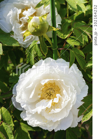 初夏の金蛇水神社外苑 牡丹園　花まつり　満開のぼたん　宮城県岩沼市 102164232