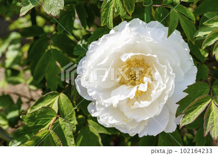 初夏の金蛇水神社外苑 牡丹園　花まつり　満開のぼたん　宮城県岩沼市 102164233