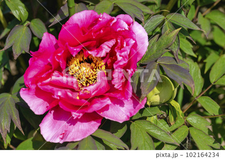 初夏の金蛇水神社外苑 牡丹園　花まつり　満開のぼたん　宮城県岩沼市 102164234