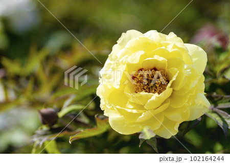 初夏の金蛇水神社外苑 牡丹園　花まつり　満開のぼたん　宮城県岩沼市 102164244