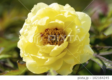 初夏の金蛇水神社外苑 牡丹園　花まつり　満開のぼたん　宮城県岩沼市 102164245