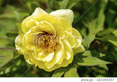 初夏の金蛇水神社外苑 牡丹園　花まつり　満開のぼたん　宮城県岩沼市 102164257