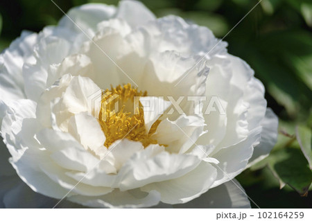 初夏の金蛇水神社外苑 牡丹園　花まつり　満開のぼたん　宮城県岩沼市 102164259