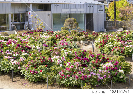 初夏の金蛇水神社外苑 牡丹園 花まつり 満開のぼたん 宮城県岩沼市 初夏の金蛇水神社外苑 牡丹園 花まつり 満開のぼたん 宮城県岩沼市 102164261
