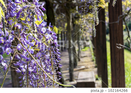 夕暮れの若林公園　藤の花　宮城県白石市 102164266