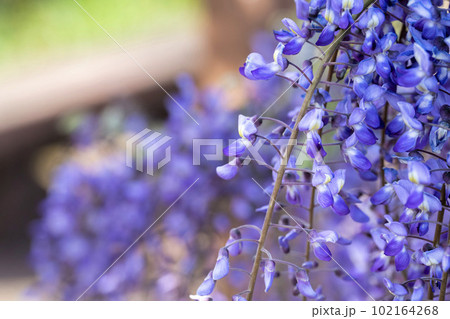 夕暮れの若林公園　藤の花　宮城県白石市 102164268