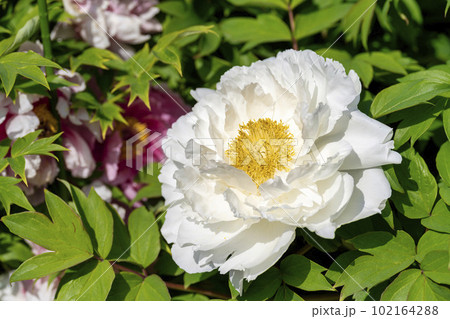 初夏の金蛇水神社外苑 牡丹園　花まつり　満開のぼたん　宮城県岩沼市 102164288