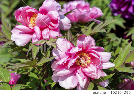 初夏の金蛇水神社外苑 牡丹園　花まつり　満開のぼたん　宮城県岩沼市 102164290