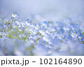 美しいブルーのネモフィラ 美しいブルーのネモフィラ 102164890
