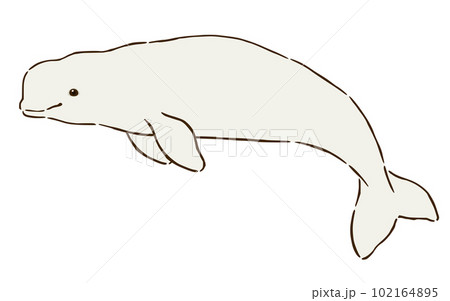 シロイルカ(ベルーガ) シロイルカ(ベルーガ) 102164895