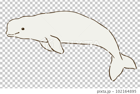 シロイルカ(ベルーガ) シロイルカ(ベルーガ) 102164895