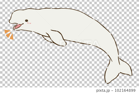 喜ぶシロイルカ（ベルーガ） 102164899