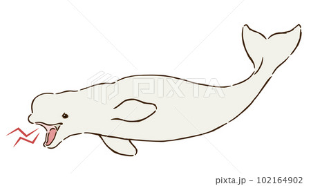 怒るシロイルカ（ベルーガ） 102164902