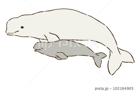 baby beluga whale drawing